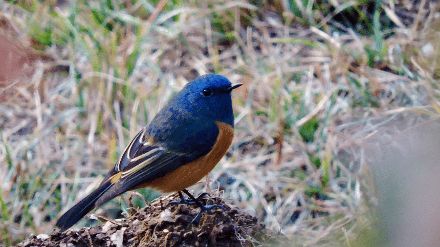 Digantaa Resort Mukteshwar - 51