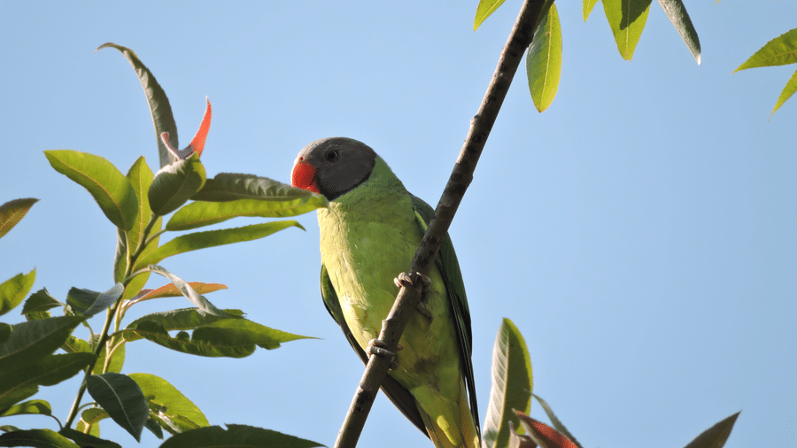 Digantaa Resort Mukteshwar - 53