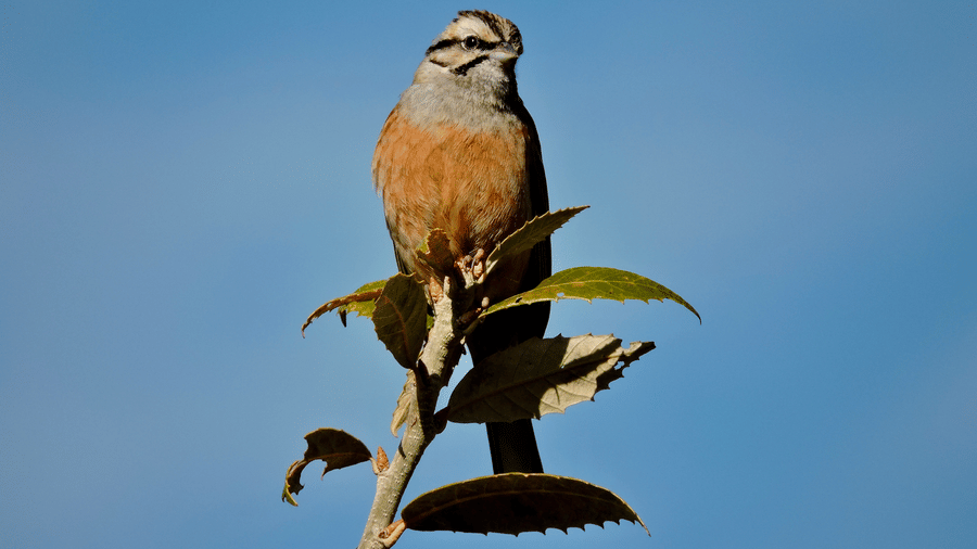 Digantaa Resort Mukteshwar - 54