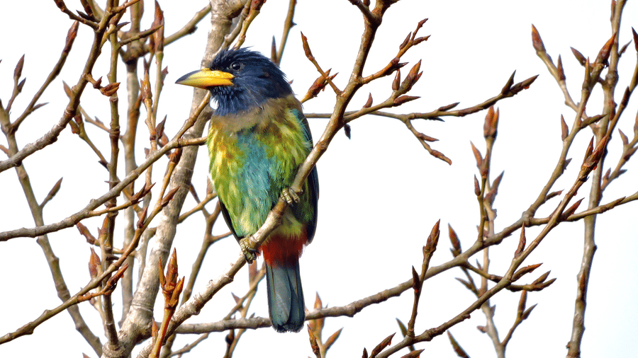 Digantaa Resort Mukteshwar - 60