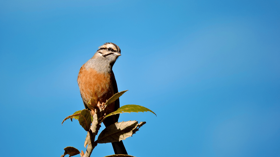 Digantaa Resort Mukteshwar - 65