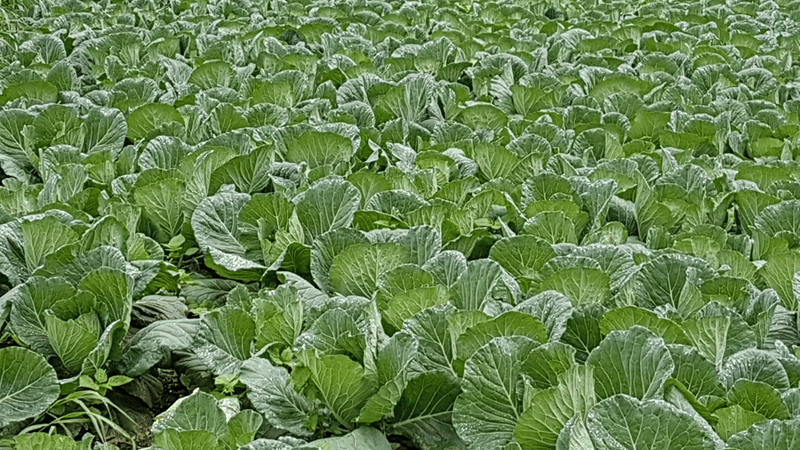 Digantaa Resort Mukteshwar - 77