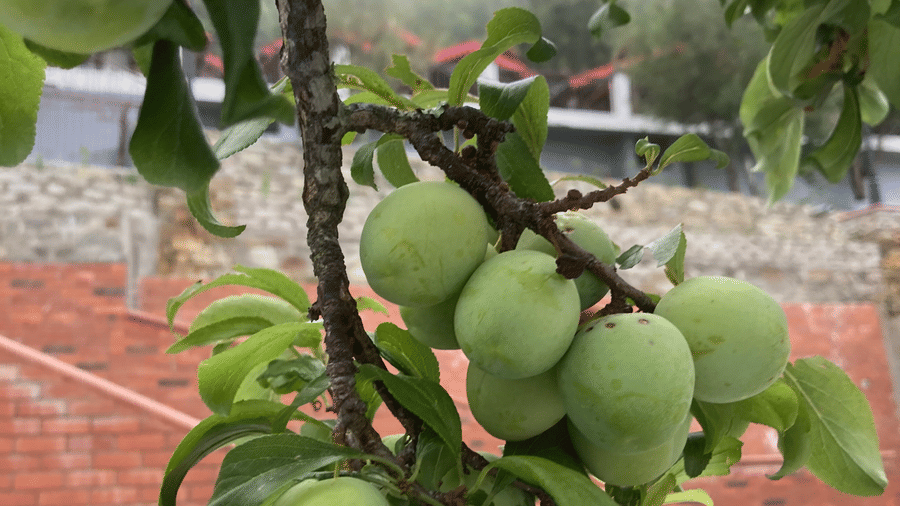 Digantaa Resort Mukteshwar - 84