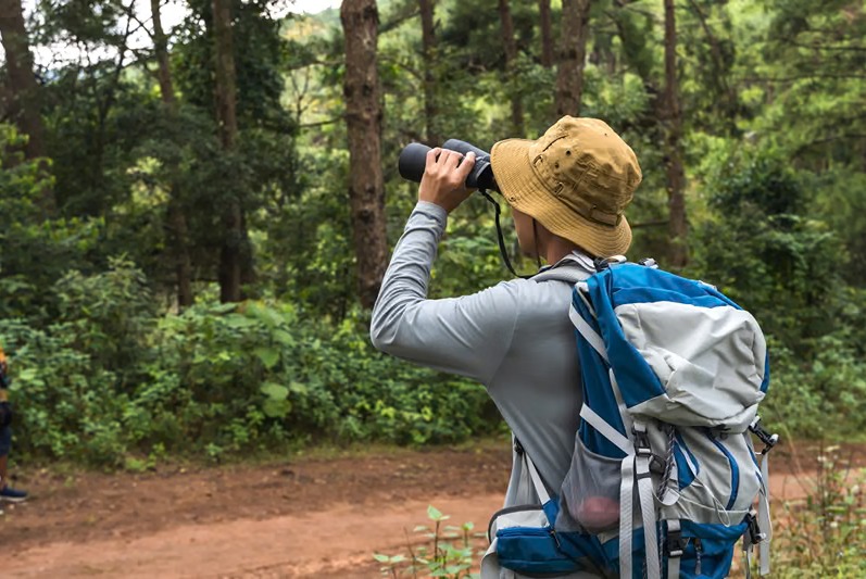 Birdwatching along forest trails in Mukteshwar, Uttarakhand
