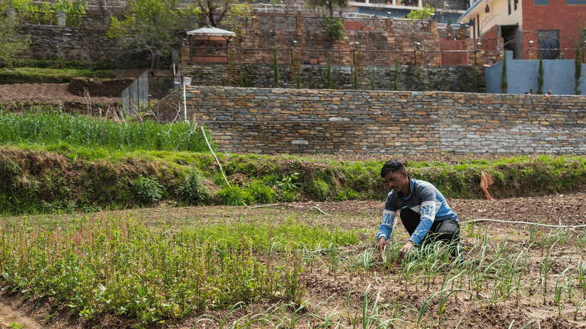 Harvesting fresh vegetables and herbs for breakfast at Digantaa Resort in Mukteshwar